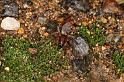 Clubiona_lutescens_D4881_Z_89_Les Gris_Frankrijk